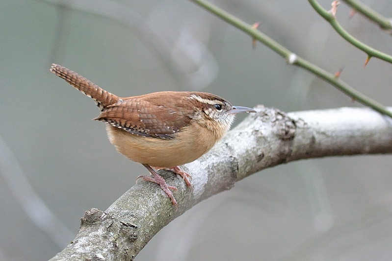 Carolinawinterkoning